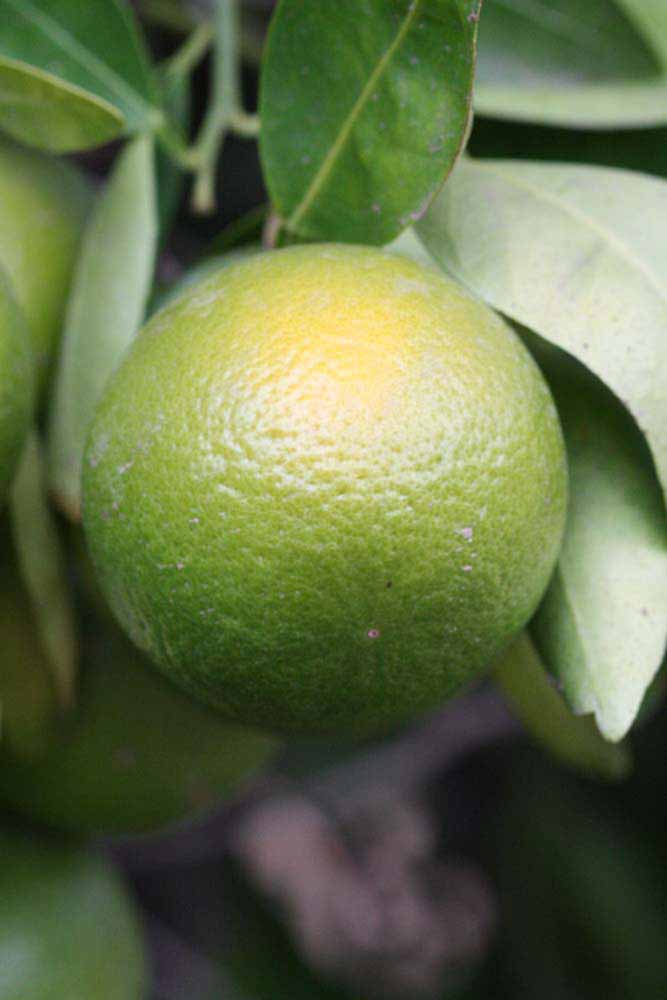            Immature fruit (Riverside, CA)   